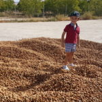 Almendras Fincas Albagasat Agricultura Biodinámica