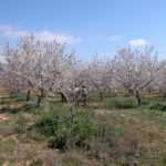 Fincas Albagasat Agricultura Biodinámica