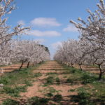 Fincas Albagasat Agricultura Biodinámica