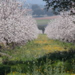 Fincas Albagasat Agricultura Biodinámica