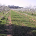 Fincas Albagasat Agricultura Biodinámica