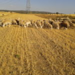 Fincas Albagasat Agricultura Biodinámica