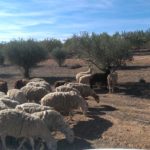 Fincas Albagasat Agricultura Biodinámica