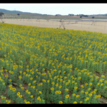 Fincas Albagasat Agricultura Biodinámica