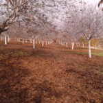 Fincas Albagasat Agricultura Biodinámica