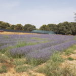 Plantas aromáticas