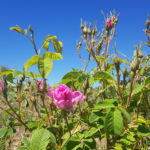 Plantas aromáticas